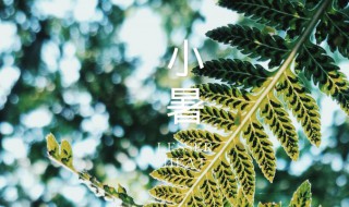 小暑种什么花 大暑种什么花