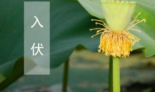 初伏中伏末伏是什么意思 初伏和中伏是什么意思