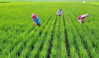 小暑农事有哪些（小暑的农业活动是什么）