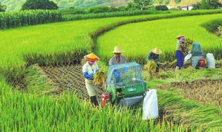 暑农事有什么需要注意（处暑农业有什么活动）