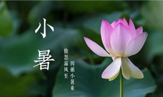 小暑节气应该注意什么（小暑节气注意什么搜狐网）