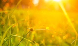 夏至入伏是怎么计算的（夏天的入伏怎么算）