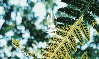 节气小暑是什么意思?（今天是小暑节气小暑节气有什么说法）