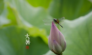 节气大暑一共多少天（什么时候大暑多少天）