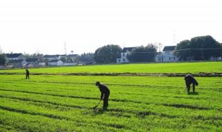 2021年大暑农事注意事项 2021年大暑具体时间