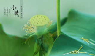 小暑是伏天吗 小暑是三伏天吗