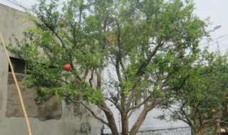 石榴树不发芽怎么补救? 石榴树不发芽怎么补救视频