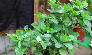 刚买回来的栀子花叶子蔫了怎么办?（新买来的栀子花几天后叶子发蔫的解决办法）