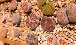 生石花蜕皮怎么养护? 生石花蜕皮期怎么养护