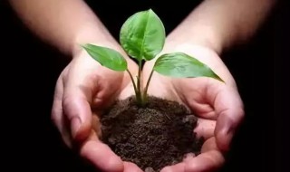 花肥怎么施更有效果? 花肥怎么施更有效果图片