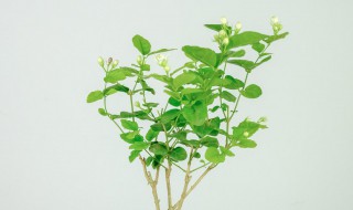 网购回来的茉莉花怎么种? 网购回来的茉莉花怎么种视频