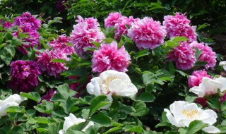 凤丹的种植要注意什么 凤丹的种植要注意什么事项