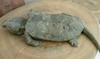 巴西龟的窝怎么布置?（巴西龟的窝怎么布置好看）