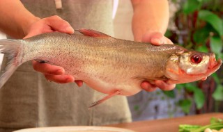 翘嘴鱼叫什么名字（嘴翘的鱼叫什么名字）