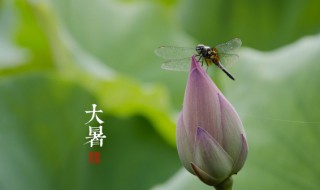 大暑是最热的时候吗 大暑是最热的时候吗过后还要热多久2020