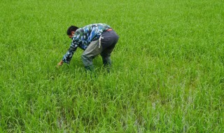 灭草松使用注意事项 灭草松使用注意事项有哪些