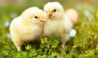 小鸡不吃食没精神闭眼怎么办? 小鸡不吃食没精神闭眼怎么办吃什么药