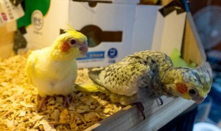 单只母玄凤下蛋怎么办? 单只母玄凤下蛋怎么办