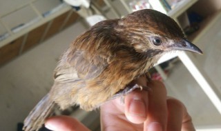 画眉鸟怎么才能养得好?（画眉鸟怎么才能养得好活）