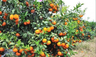 沃柑怎么种植?（沃柑怎么种植管理法）