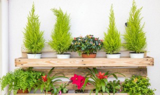 绯花玉怎么养才开花? 绯花玉怎么养才开花