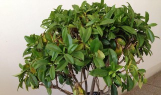 非洲茉莉怎么养才能更旺盛?（怎样养非洲茉莉的旺盛）