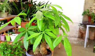 发财树怎么养护最好? 发财树怎么养护最好,开红花的树