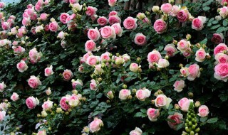 龙沙宝石爬藤月季怎么养?（龙沙宝石藤本月季）