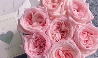 粉玫瑰怎么养护? 粉玫瑰怎么养护