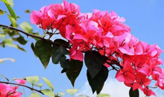 簕杜鹃怎么养? 簕杜鹃怎么养