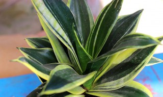 虎皮兰夏季如何养殖? 虎皮兰夏季如何养殖方法