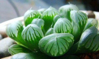 玉露多肉植物怎么养?（玉露多肉植物怎么养）