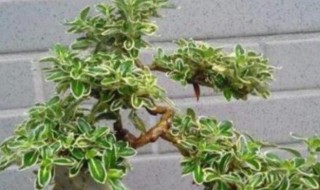 六月雪盆景怎么养? 金边提根六月雪盆景怎么养