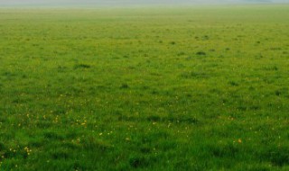 人工草坪施工步骤? 人工草坪基础做法