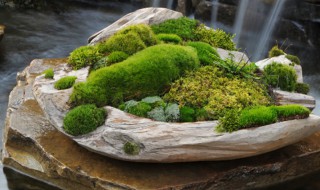 盆景青苔怎么培养? 盆景青苔怎么培养