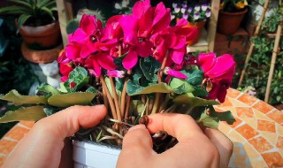 仙客来花谢后种球怎么养护?（仙客来花谢后种球怎么养护）