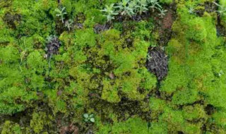 青苔怎么养才茂盛?（青苔怎么养才茂盛）