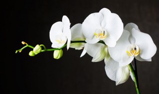 如何养蝴蝶兰?（如何养蝴蝶兰视频教程）