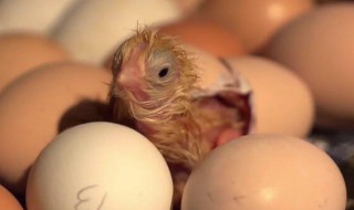 才出壳的小鸡怎么喂养和防病?（才出壳的小鸡怎么喂养和防病）