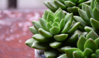 新手如何养多肉?（新手如何养多肉浇水）