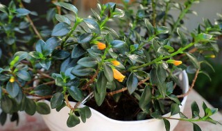 金鱼花怎么养才能更旺盛? 金鱼花怎么养才能更旺盛视频