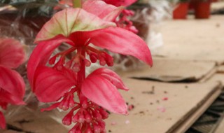 宝莲灯花谢了怎么才能长新芽?（宝莲灯花谢了怎么才能长新芽）