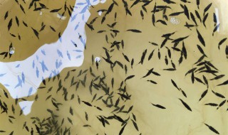 鲈鱼水花苗怎样养殖? 鲈鱼水花苗怎样养殖