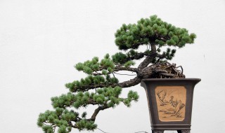 柏树盆景怎么养护? 柏树盆景怎么养护视频