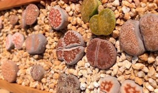 生石花夏天怎么养护? 生石花夏天怎么养护好