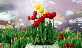 花放在水里怎么活得久一点?（花放在水里能活吗）