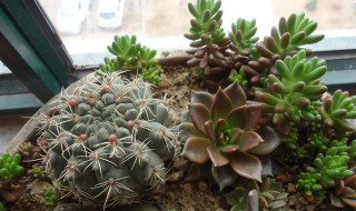 绯花玉怎么繁殖小球?（绯花玉怎么繁殖小球）