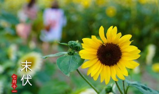 三伏天应该注意什么（三伏天注意什么饮食）