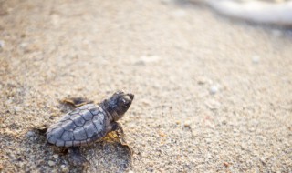 养龟注意事项 养龟注意事项和禁忌