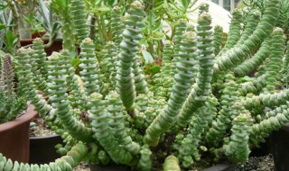 钱串子花叶子发黄怎么办? 钱串子花的叶子黄了怎么回事